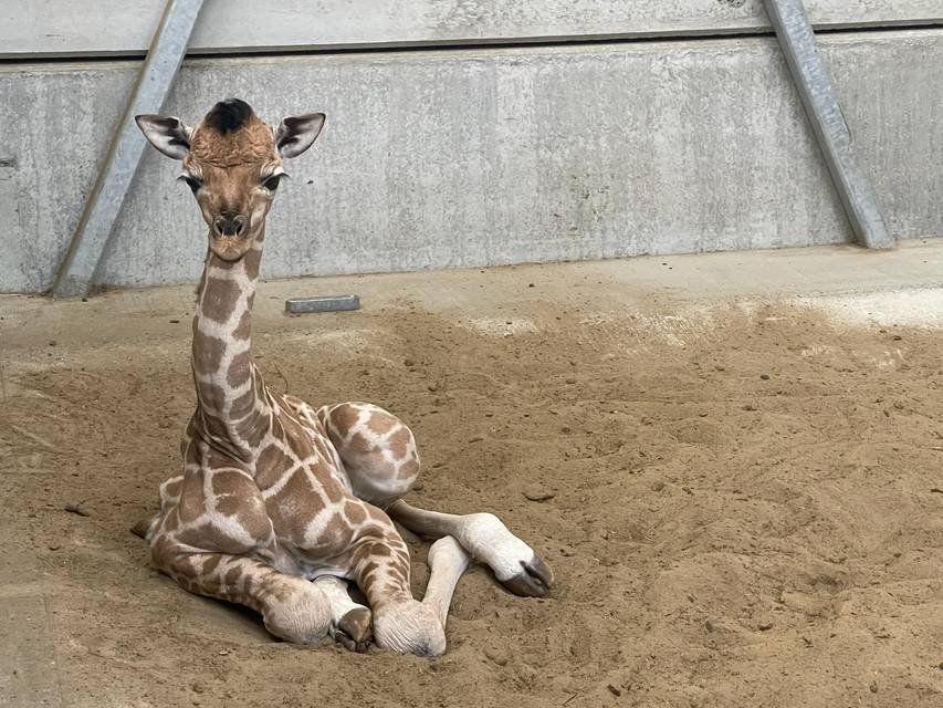 Une girafe de Rothschild très menacée est née à Bellewaerde Park