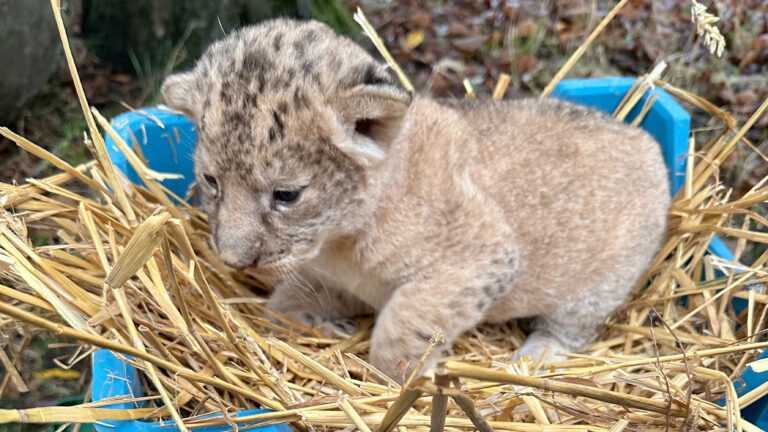 Deux petits lionceaux du Nord voient le jour à Bellewaerde