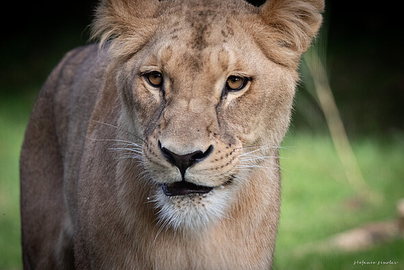 🐯 Le Territoire des Fauves