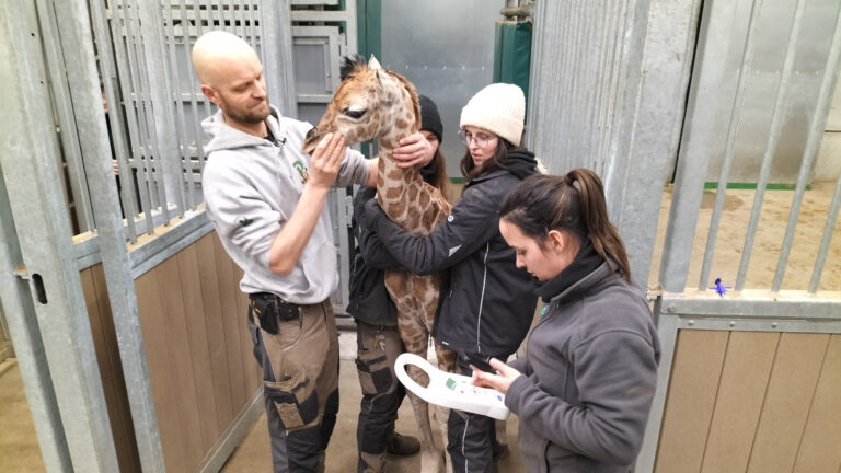 Naissance d’un girafon de Rothschild à Bellewaerde Park, deux autres attendues
