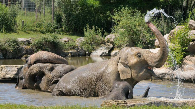 Le PAL inaugure le Delta des Éléphants, un nouvel espace immersif dédié au bien-être animal