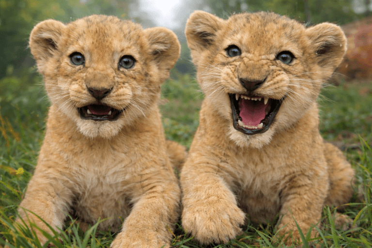 Bellewaerde Park dévoile les prénoms de ses deux lionceaux