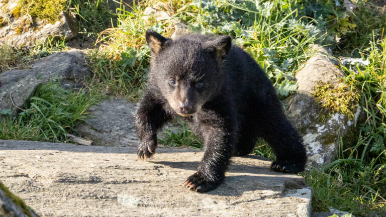 Les oursons baribals sont désormais visibles sur la Piste Safari à Planète Sauvage