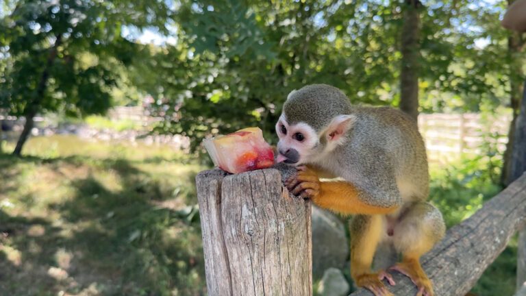Planète Sauvage prend soin de ses animaux face à la vague de chaleur
