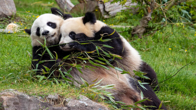 ZooParc de Beauval : les jumelles pandas partiront en Chine le 17 décembre