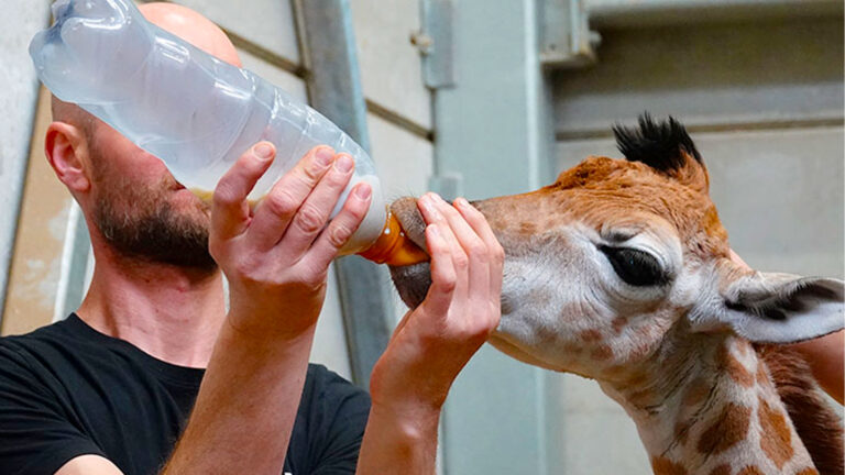 Mundri, le girafon de Bellewaerde désormais sauvé grâce aux soigneurs