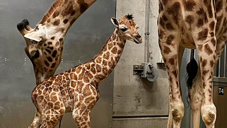 Bellewaerde annonce une deuxième naissance de girafe de Rothschild en un mois