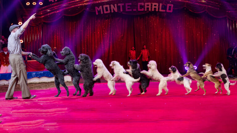 Accusations de maltraitance de chiens lors d’un spectacle à Europa Park