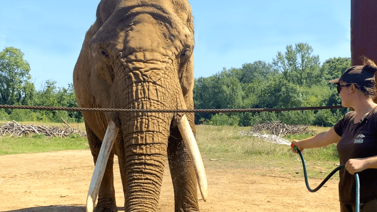 Comment rafraîchir les animaux d’un parc animalier en période de canicule ?